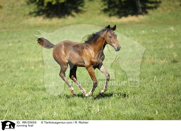 rennendes Fohlen / running foal / RR-55659