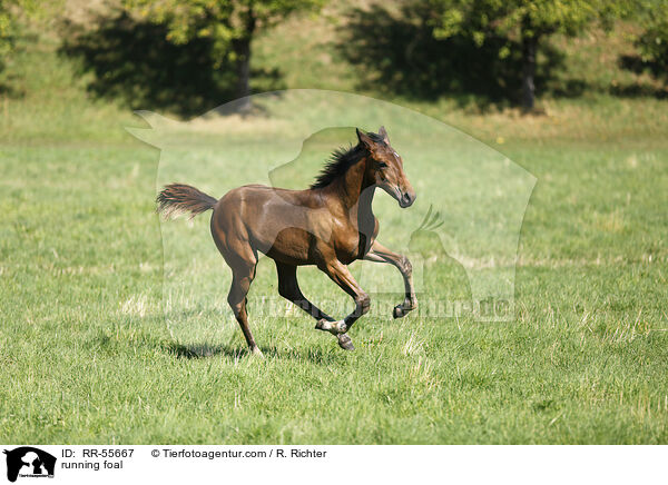 rennendes Fohlen / running foal / RR-55667