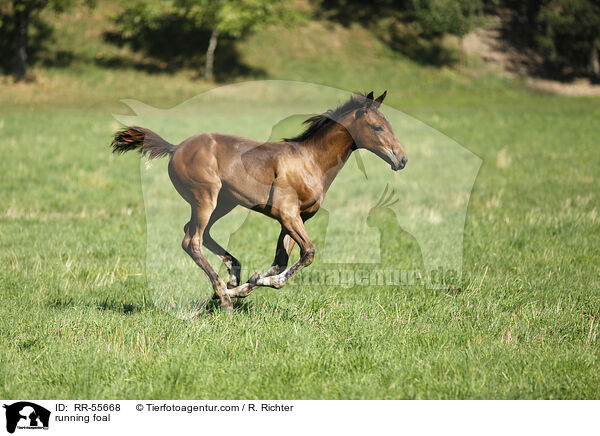 running foal / RR-55668