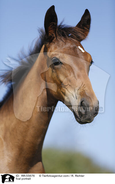 foal portrait / RR-55676