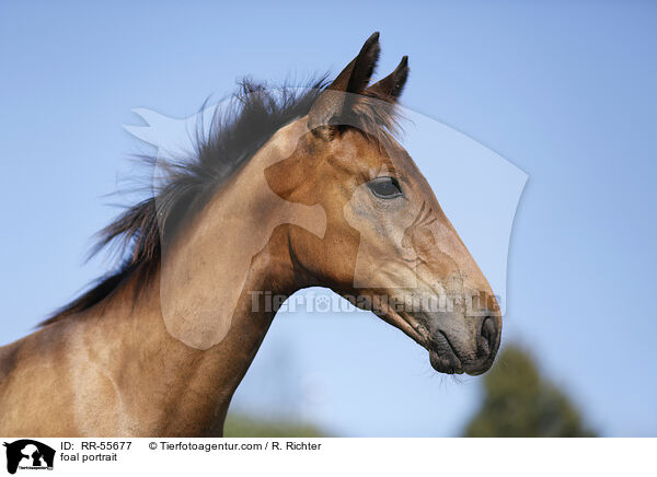 foal portrait / RR-55677