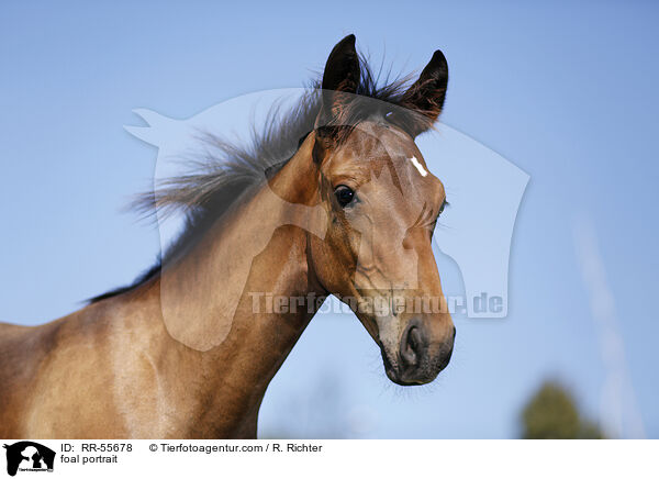 foal portrait / RR-55678