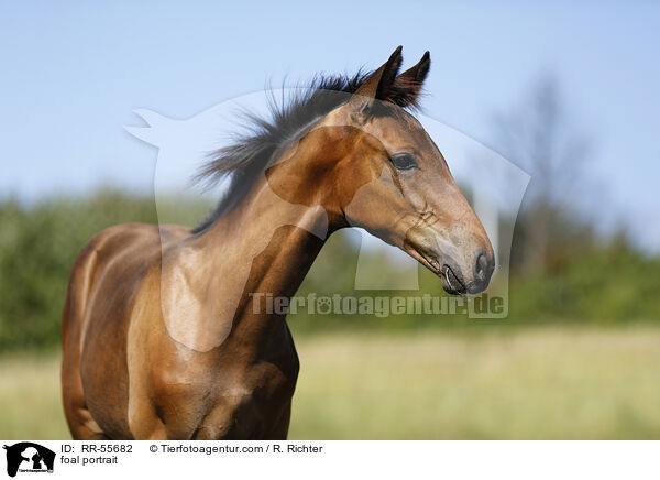 foal portrait / RR-55682