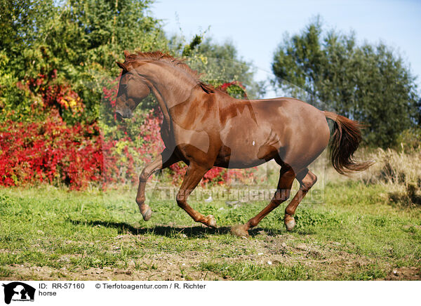horse / RR-57160