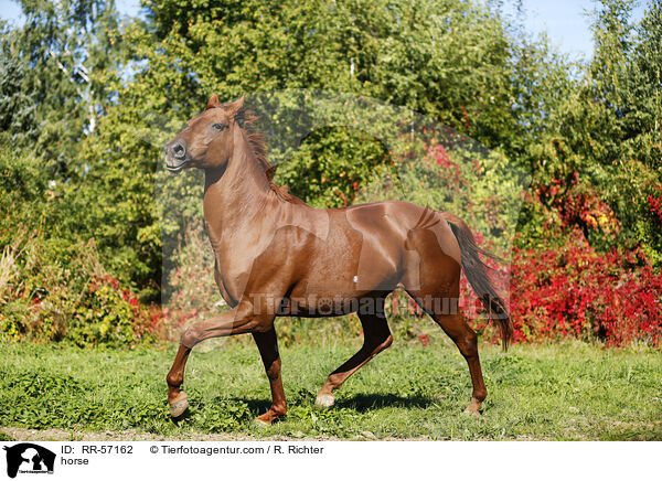 horse / RR-57162
