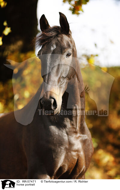 horse portrait / RR-57471