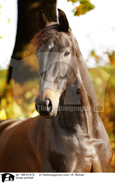 horse portrait / RR-57472