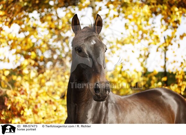 horse portrait / RR-57473