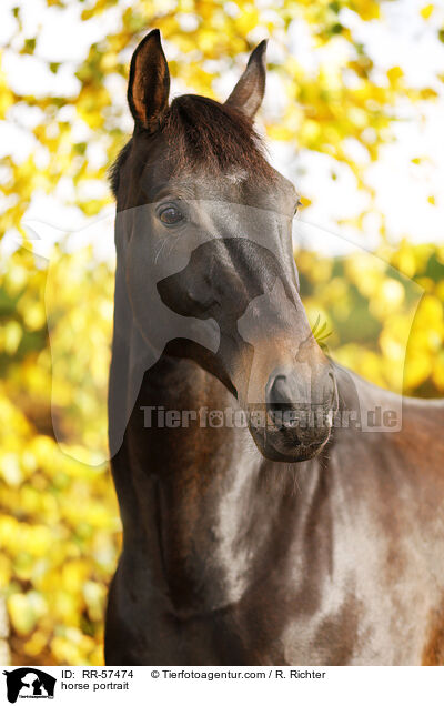 horse portrait / RR-57474