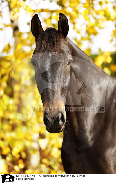 horse portrait / RR-57475