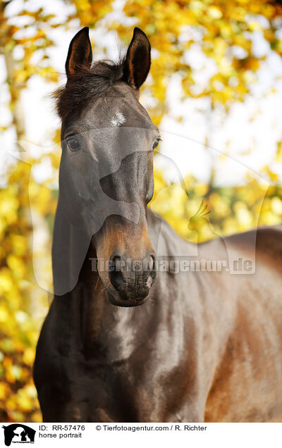 horse portrait / RR-57476