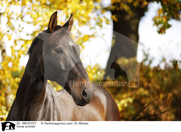 horse portrait / RR-57477