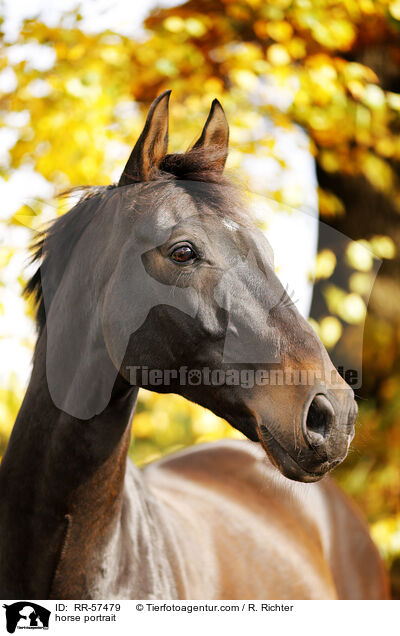 horse portrait / RR-57479