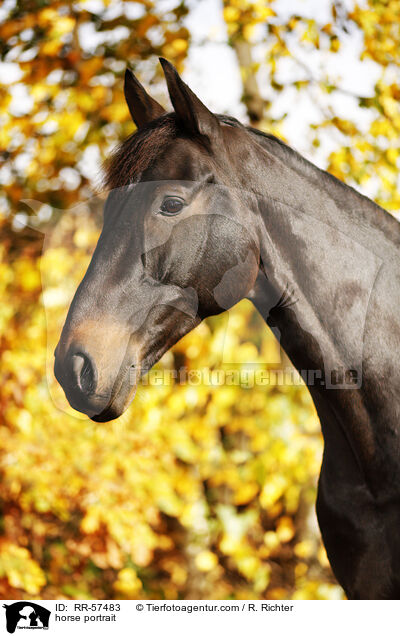 horse portrait / RR-57483
