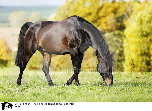 Sportpferd / horse / RR-57534