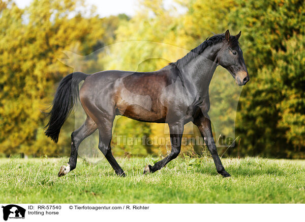 trabendes Pferd / trotting horse / RR-57540