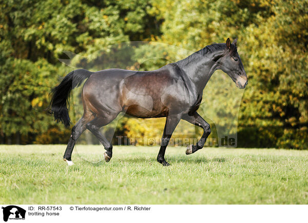 trotting horse / RR-57543