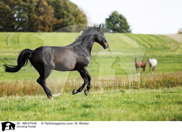 rennendes Pferd / running horse / RR-57546