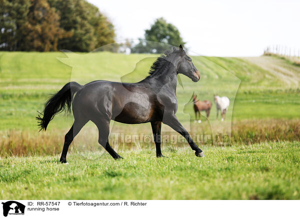 rennendes Pferd / running horse / RR-57547