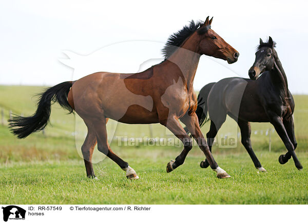 Pferde / horses / RR-57549