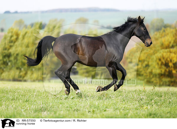 rennendes Pferd / running horse / RR-57550