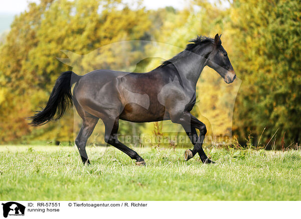 rennendes Pferd / running horse / RR-57551
