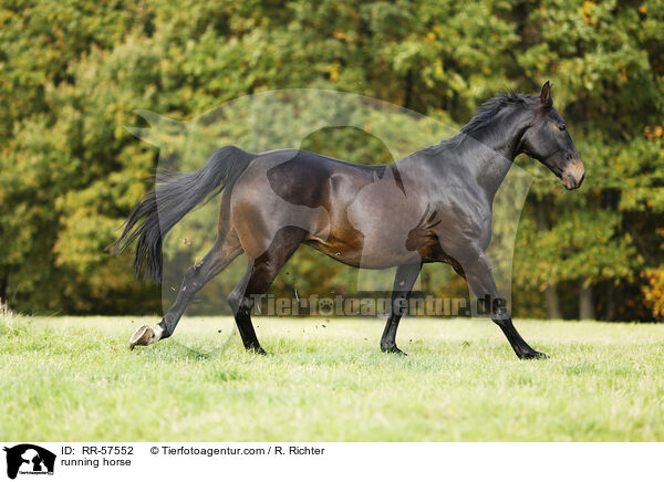 rennendes Pferd / running horse / RR-57552