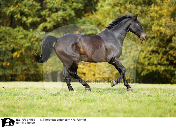 rennendes Pferd / running horse / RR-57553