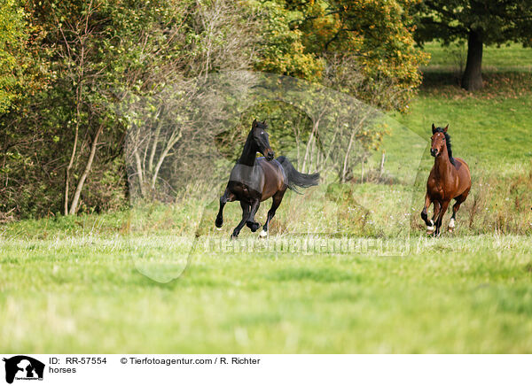 Pferde / horses / RR-57554