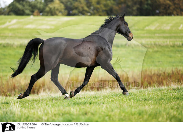 trabendes Pferd / trotting horse / RR-57564