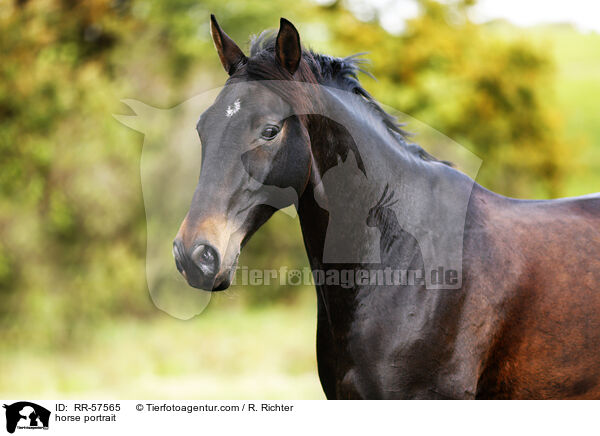 horse portrait / RR-57565