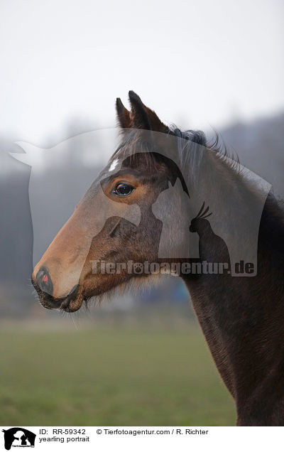 Jhrling Portrait / yearling portrait / RR-59342