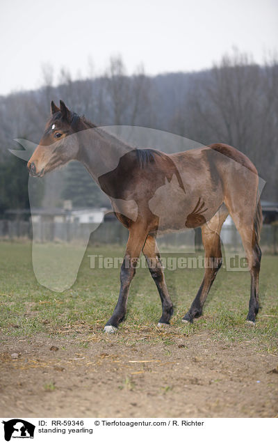 stehender Jhrling / standing yearling / RR-59346