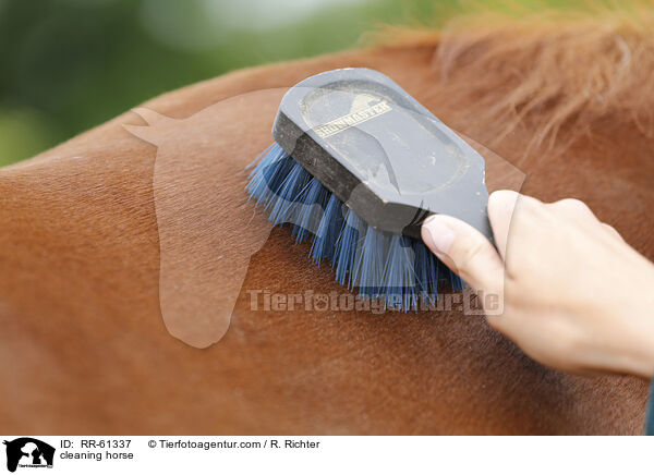 Pferd putzen / cleaning horse / RR-61337