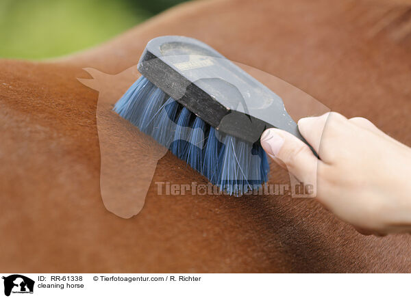 Pferd putzen / cleaning horse / RR-61338