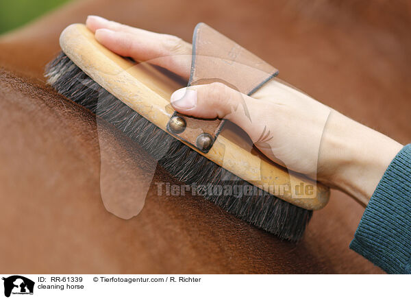 Pferd putzen / cleaning horse / RR-61339