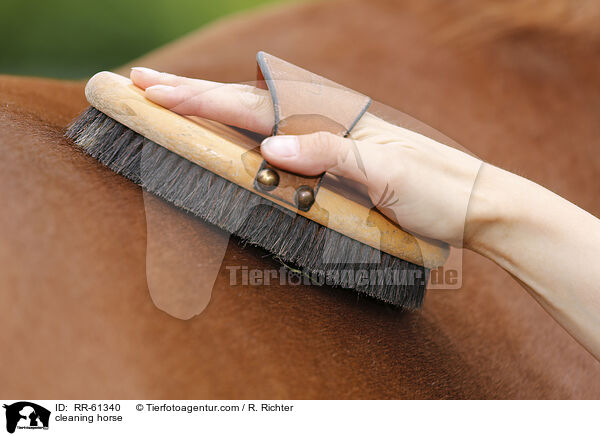 Pferd putzen / cleaning horse / RR-61340