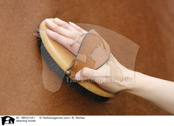 Pferd putzen / cleaning horse / RR-61341