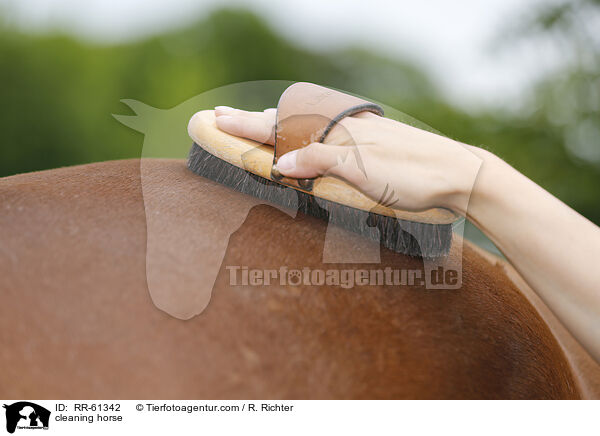 Pferd putzen / cleaning horse / RR-61342