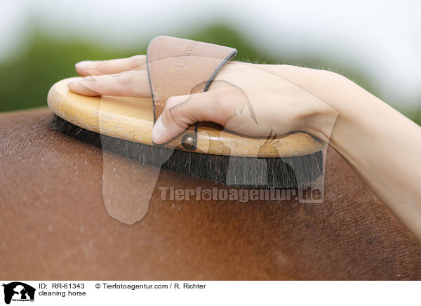Pferd putzen / cleaning horse / RR-61343