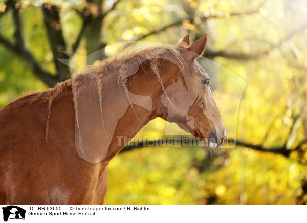 Deutsches Sportpferd Portrait / German Sport Horse Portrait / RR-63650