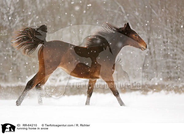 rennendes Pferd im Schnee / running horse in snow / RR-64210