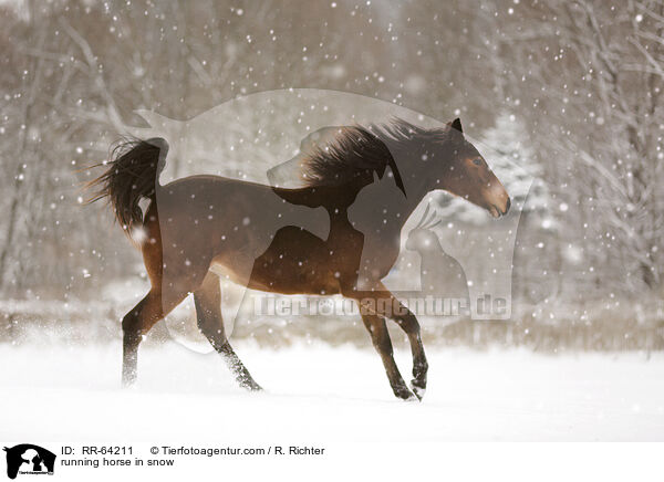 rennendes Pferd im Schnee / running horse in snow / RR-64211