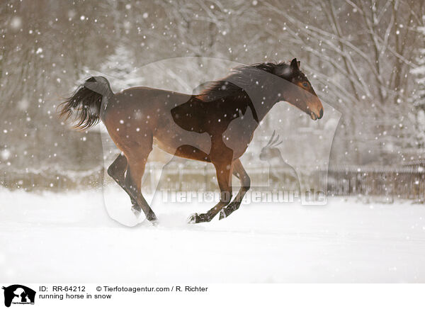 rennendes Pferd im Schnee / running horse in snow / RR-64212