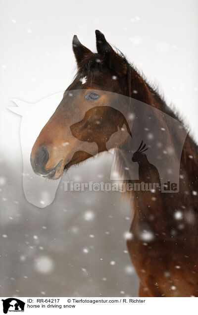Pferd im Schneegestber / horse in driving snow / RR-64217
