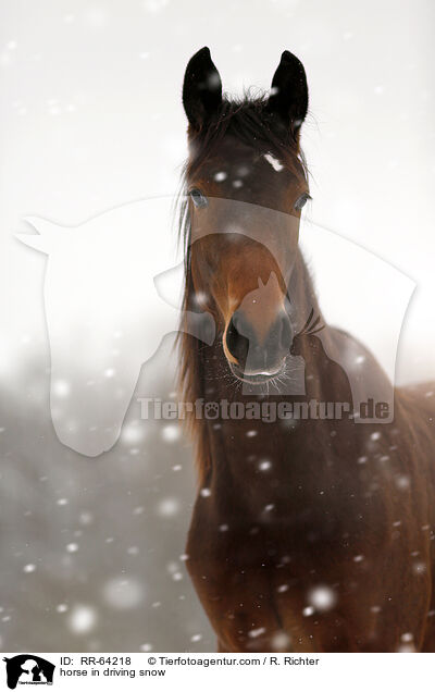 Pferd im Schneegestber / horse in driving snow / RR-64218