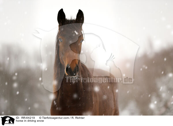 Pferd im Schneegestber / horse in driving snow / RR-64219