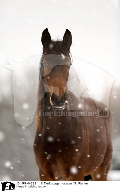 Pferd im Schneegestber / horse in driving snow / RR-64222
