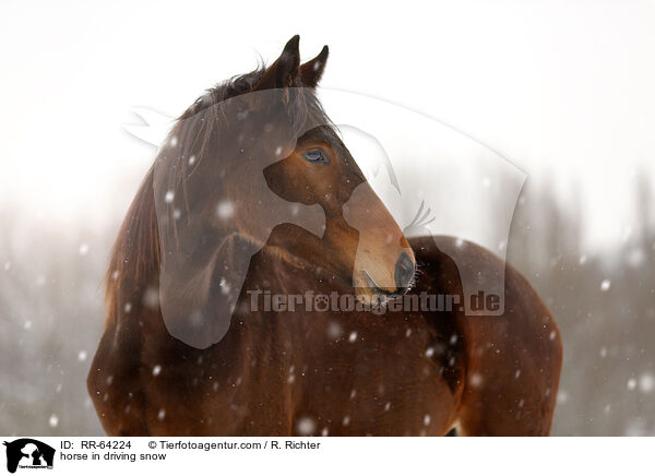 Pferd im Schneegestber / horse in driving snow / RR-64224