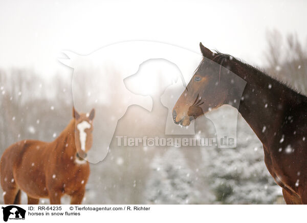 Pferde im Schneetreiben / horses in snow flurries / RR-64235